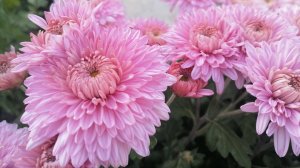 №63 Корейская хризантема БЕЛГ 01-16