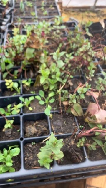 Native plant propagation. Mountain mint. #shorts #pollinators смотреть онлайн