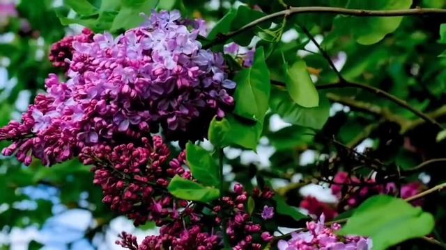 Purple Lilacs ~ Breathtaking Colors of Nature ~ Nature Hatch смотреть онлайн