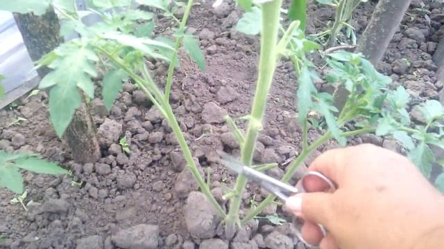 Помідори: ПАСИНКУВАТИ ЧИ НІ .?? / ВИРОЩУВАННЯ ПОМІДОРІВ. смотреть онлайн