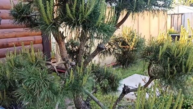РЖАВЧИНА на хвойных 😲 100% лечение.🙏🌲😊 смотреть онлайн