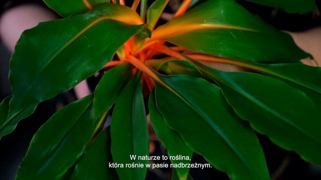 ZIELISTKA - jak pielęgnować zielistkę, czyli Chlorophytum? Poradnik roślinny смотреть онлайн