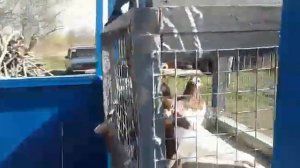 Ржевский турман