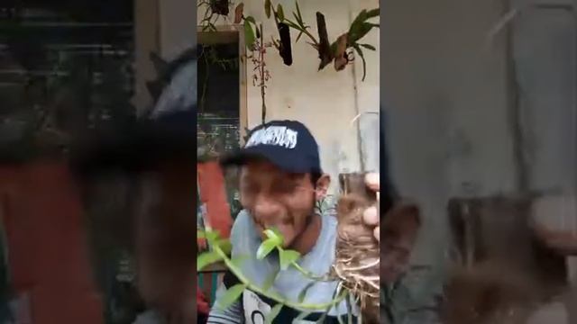 anggrek mudah perawatan rajin berbunga смотреть онлайн