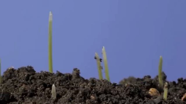 Wheat germination and growing time lapse смотреть онлайн