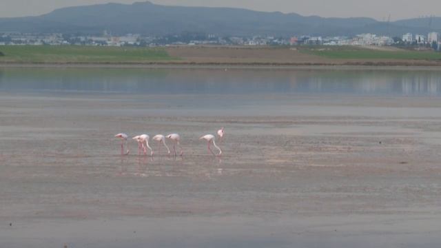 On their way to Africa, pink flamingos stop over in Cyprus | AFP смотреть онлайн