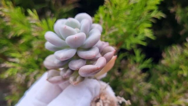 Echeveria Bill Gates смотреть онлайн