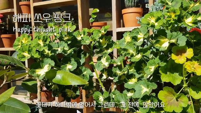 유럽제라늄5종비교,팬시리프,밴쿠버,해피쏘우핑크Happy Thought Pink,미시즈폴락Mrs Pollock,프랭크헤들리Frank Headly,오콜드 쉘드Occold Shield смотреть онлайн