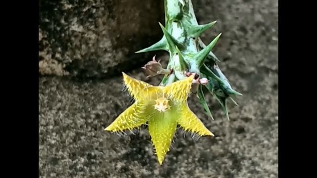 Timelapse Huernia orbea dummeri смотреть онлайн
