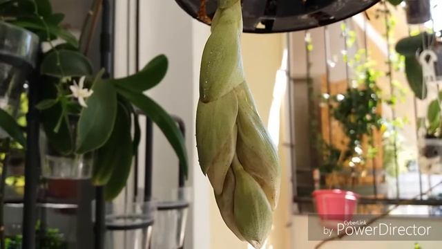 Stanhopea oculata(Στανχοπεα) θα ανθίσει? смотреть онлайн
