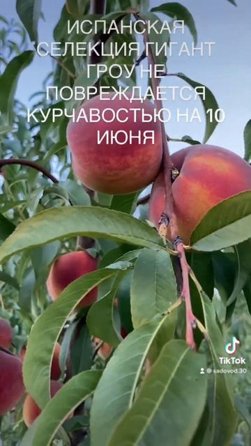 10 июня 2023 г. смотреть онлайн