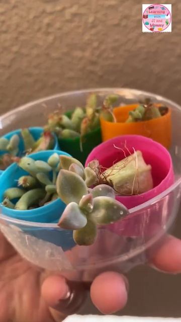 How to Propagate Succulents in Air | Leaf Propagation in Air смотреть онлайн