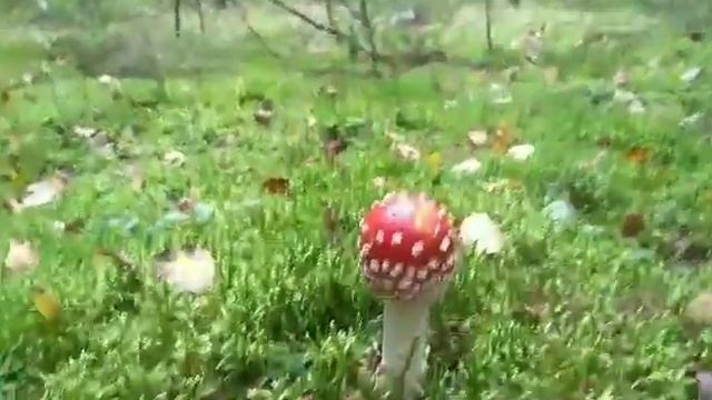 А воздух чистый!!! Птички поют!!! смотреть онлайн