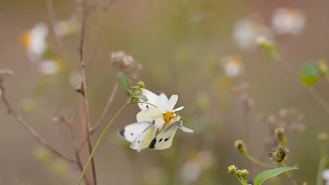 Free no copyright video | Beautiful Butterfly Video | Butterfly and White Flowers. смотреть онлайн