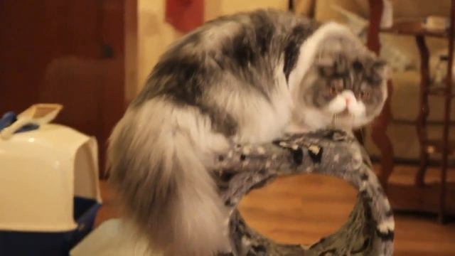 CHULPANCAT BOSS MY HEART 7 mon. (2) смотреть онлайн