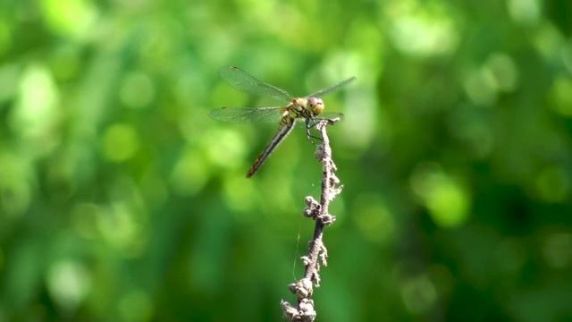 Бокал Напареули смотреть онлайн