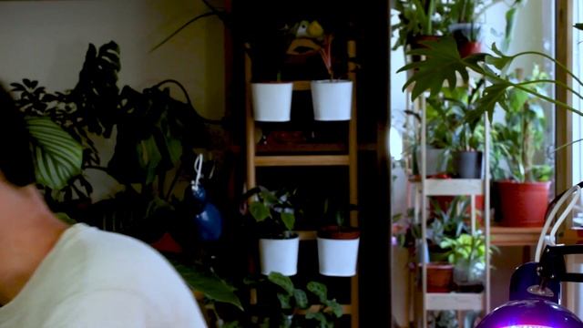 Szobanövények világítása | Milyen növények bírják a sötétet? смотреть онлайн