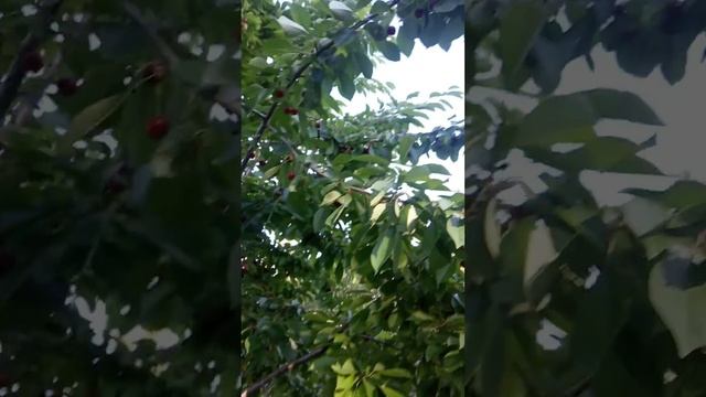 гилас. сатабыз смотреть онлайн