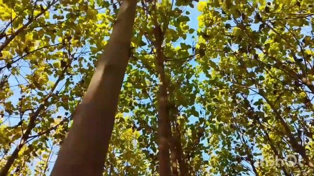 Дерево😱 Павловния 💯💲Казахстан Тожикистон Кыргызстан Узбекистане🤑 смотреть онлайн