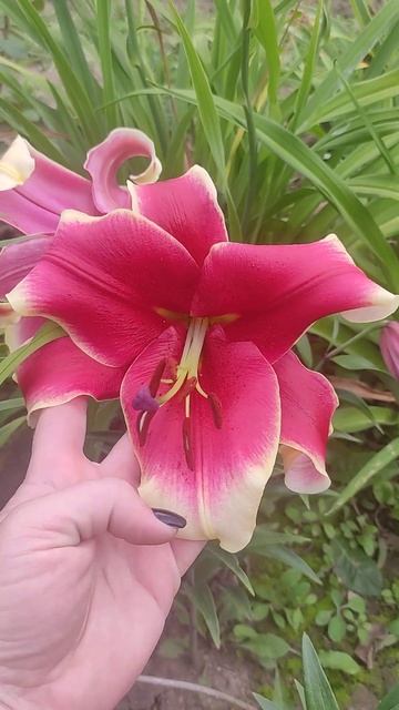 Лилия Джудит Саффинья ОТ гибрид, (Lilium OT-hybrid Judith Saffigna), цветение первогодок смотреть онлайн