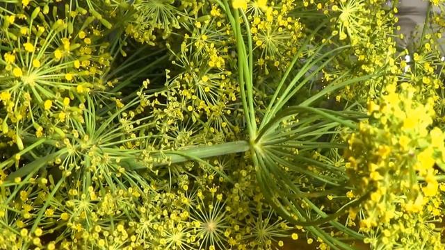 Der Dill - Gurkenkraut, Blähkraut & Zauberkraut смотреть онлайн