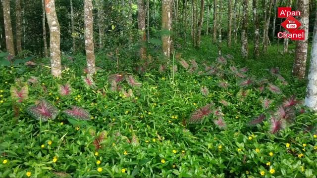 ribuan pohon caladium tumbuh di kebun ini || berburu tanaman hias смотреть онлайн