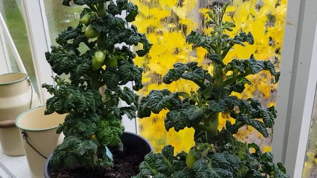 Tomatsorter, Curly Kaley