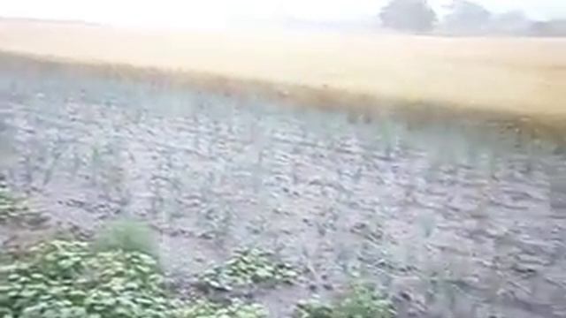 Летний дождь. смотреть онлайн