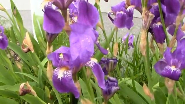 Ave Maria、ジャーマンアイリス＝ドイツアヤメ（むらさき） смотреть онлайн