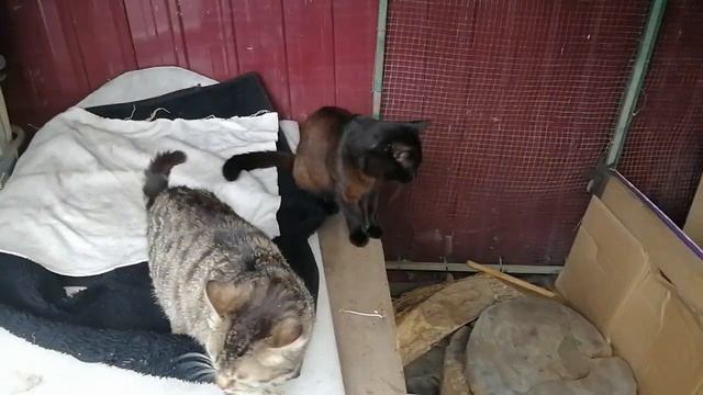 13.06.2024.😺Котятам 1 месяц 6 суток!Подрастут-подарим!+79241232444.Ютуб/к:Владимир Стороженко смотреть онлайн