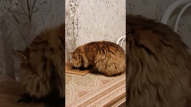 "Нафига мне кот в укропе?" смотреть онлайн
