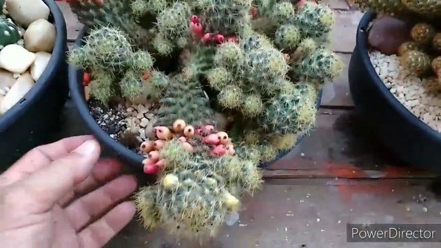 Meus cactos...que todos deveriam conhecer, Atualização... смотреть онлайн