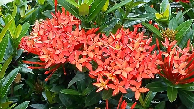 เข็มแดง (Khem Daeng) - Red West Indian Jasmine 12 смотреть онлайн
