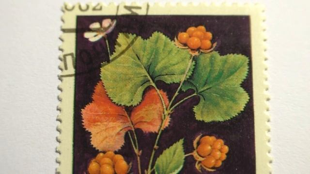 Почтовая марка. Почта СССР. 1982 г. Морошка смотреть онлайн