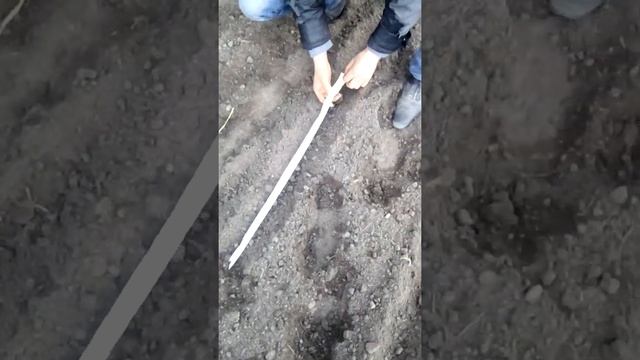 Коли і як сіяти моркву в 2021 році, сприятливі дні смотреть онлайн