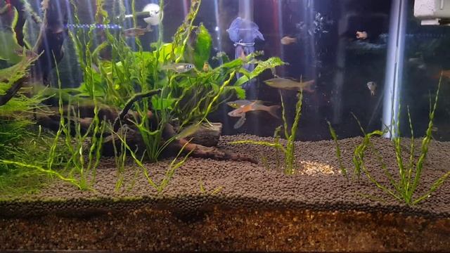 'Echinodorus Vesuvius' Successfully Spreading In The Tank