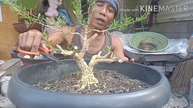 Program Awal bahan bonsai boxus смотреть онлайн