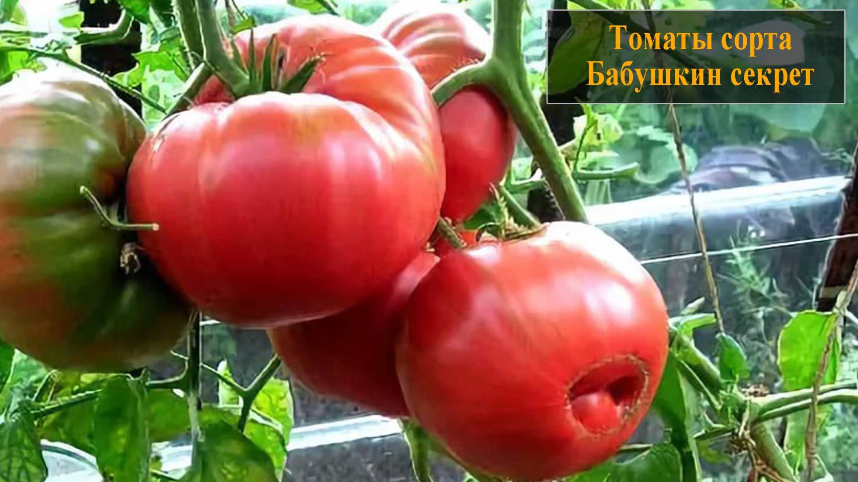 Томат сорта Бабушкин секрет смотреть онлайн