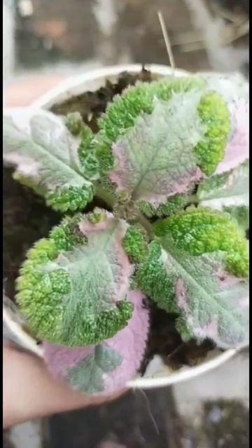 Promo episcia Picasso 175k #shorts смотреть онлайн