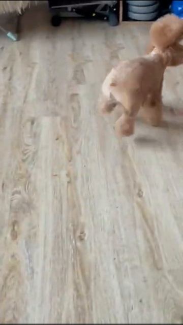 Знакомьтесь, Макл! смотреть онлайн