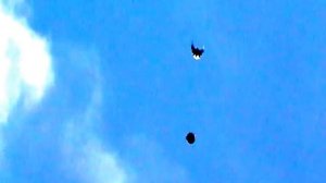 Серпасто-выворотные голуби. Евпатория(beautiful flight of pigeons)