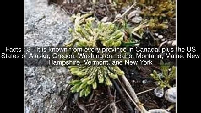 Diphasiastrum sitchense Top #5 Facts смотреть онлайн