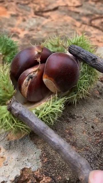 #Short: Macadamia Fruit Checking At Farm | Macadamia Fruit смотреть онлайн