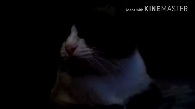 История моего кота по имени кот смотреть онлайн