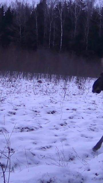 Лоси на опушке леса. Фото ловушка. #местные, #жизньвдеревне, #животные,