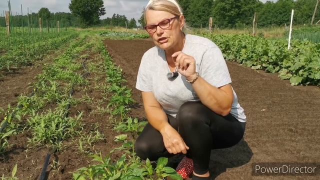 Jak uprawiać paprykę aby plon był ładny - kilka cennych porad. смотреть онлайн