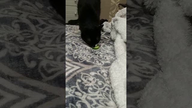 Кошка ест огурцы смотреть онлайн