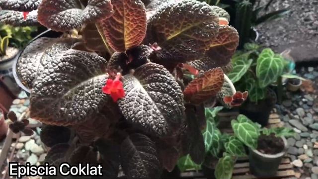 12 Jenis Tanaman Gantung Yang Paling Diminati Saat Ini | Trend Tanaman Gantung 2021 смотреть онлайн