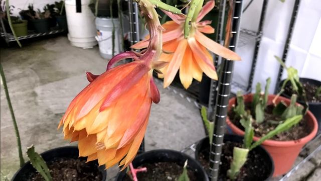 King Midas Epiphyllum, May 14th, 2021
