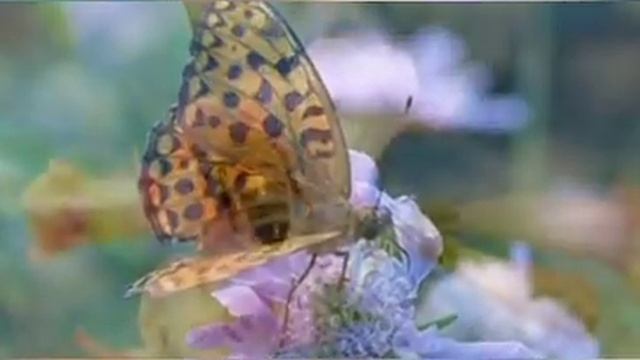 ☝️Худоё ту бо ман бош,ва бигзор Олам аз ман чудо гардад🤲🌼🌹 смотреть онлайн